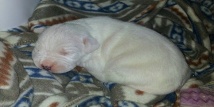Cucciolata J Divina Fortitudo